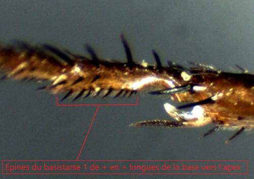 Astata kashmirensis